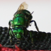 metallic green colour orchard bee