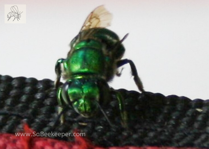 beautiful green shiny metallic orchid bee