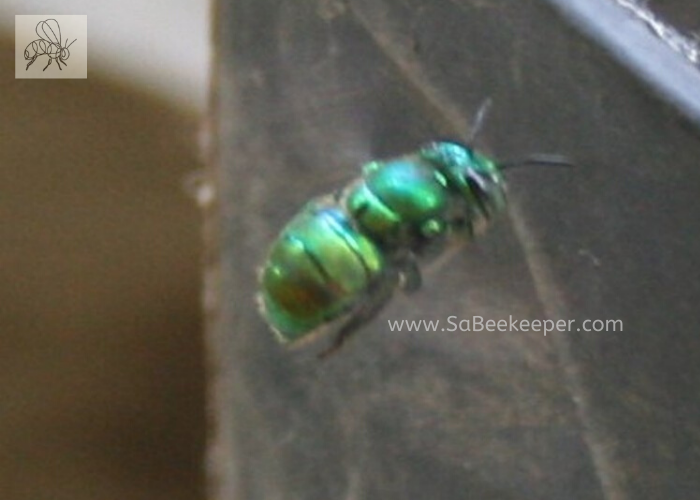 metallic orchid bee flying to a landing