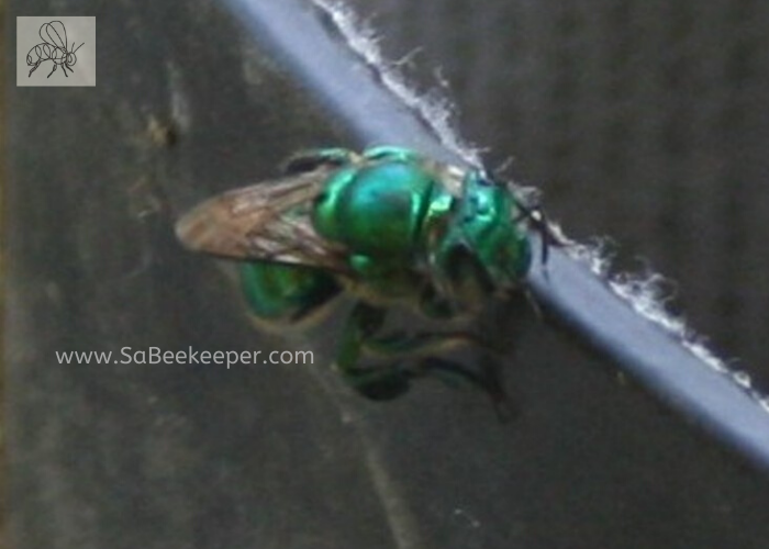 green orchid bee landed
