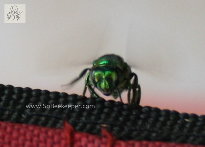 a front view of this green orchid bee
