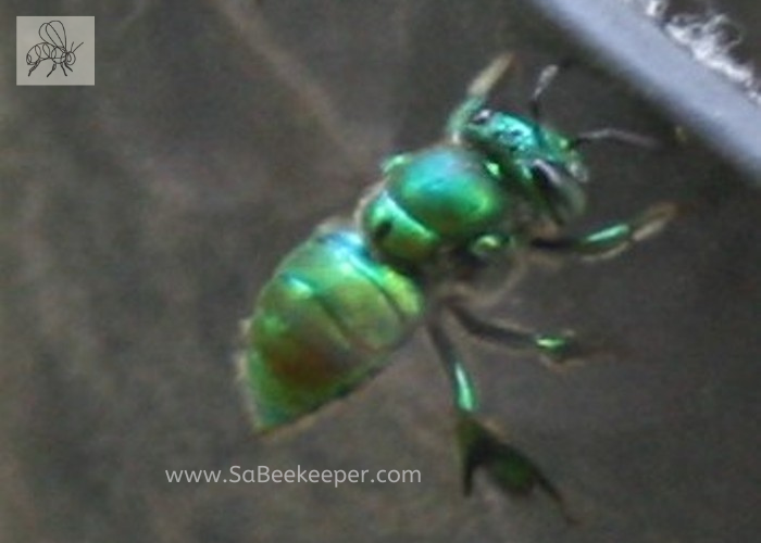 orchid bee