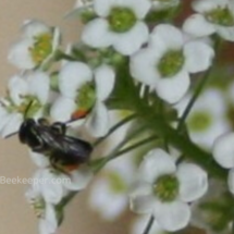 pollen on legs of sweat bee