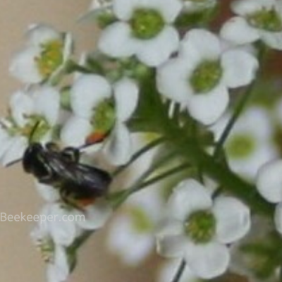 Tiny Dark Sweat Bee.