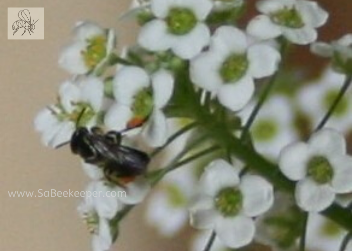 dark sweat bee on white tiny flowers