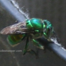 pretty orchard bee landing