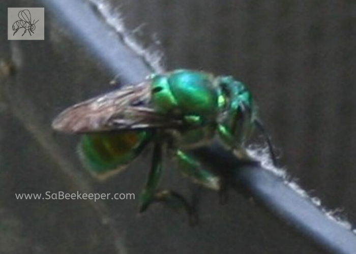 metallic green orchid bee landing on something