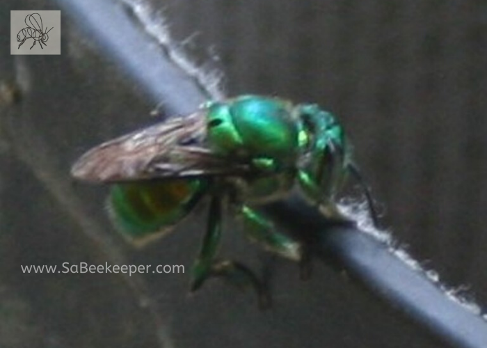 metallic green orchid bee landing on something
