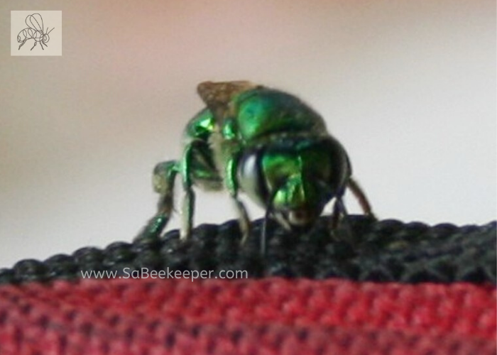 this green orchid bee looking at one. large dark eyes on side of the head