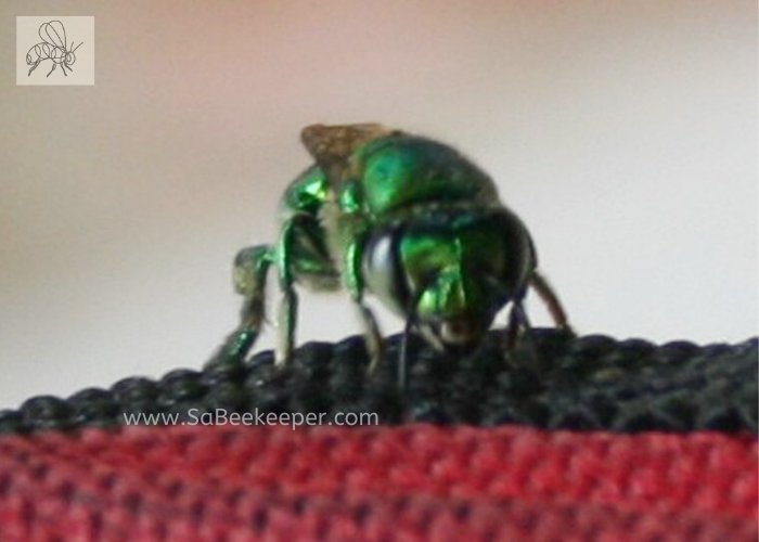 this green orchid bee looking at one. large dark eyes on side of the head
