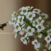 tinydark sweat bee