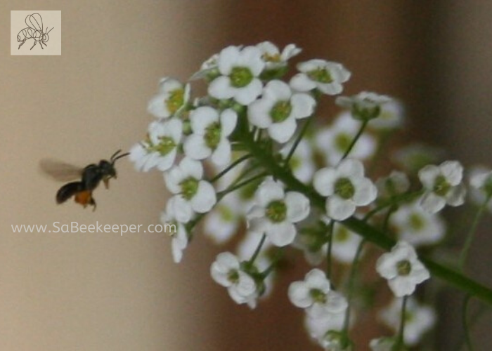 a dark sweat bee flying to some alyssum flowers