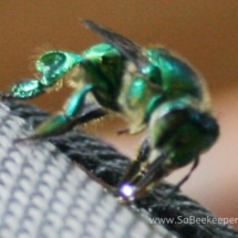 tongue of orchard bee disposing some fluid.