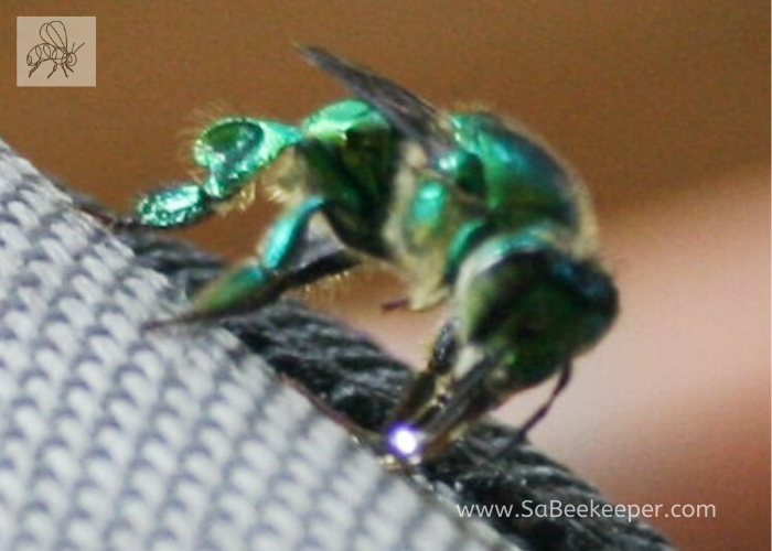 note the saliva on the tongue of the orchid bee