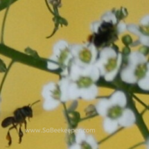 two sweat bees foraging on flowers