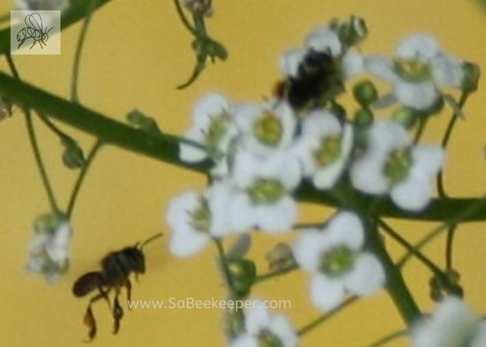 almost there is the tiny dark sweat bee