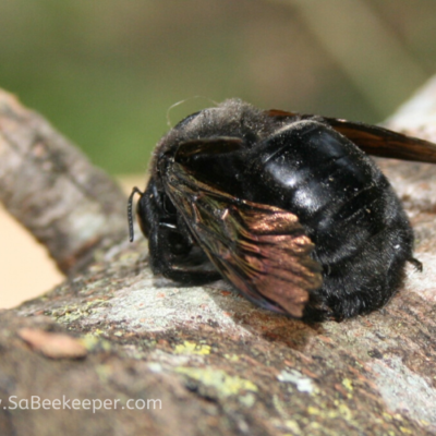 A Black Bumble Bee Dies