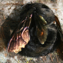 a hairy black bumble bee