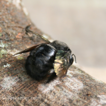 dead black bumble bee