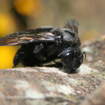 face view of black bumble bee