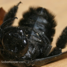 hairy legs of the bumble bee