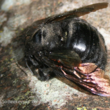 shiny wings of the black bumble bee