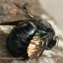 side view of black bumble bee and shiny wings