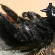 side view of upside down bumble bee