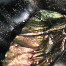 strong shiny wings of black bumble bee