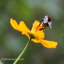 bumblebee foraging on cosmos flowers