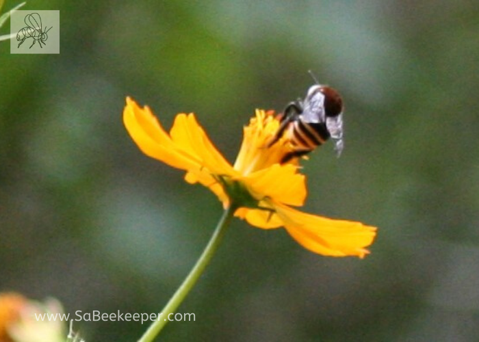 a south american native bee on some cosmos flowers.