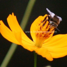 bumblebee front view yellow striped tail