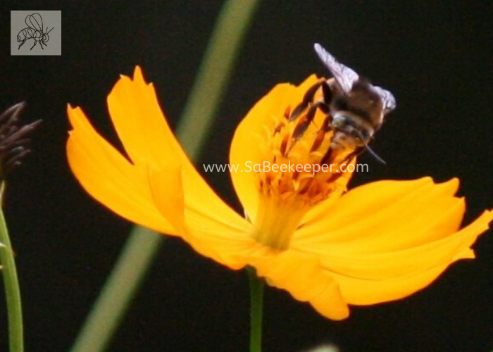 front view of the striped tailed bee foraging on cosmos flowers