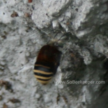 bumblebee with yellow stipes on the tail.