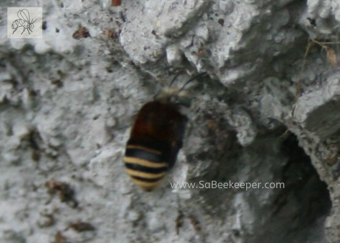 a view of this bee with its stripes on the tail
