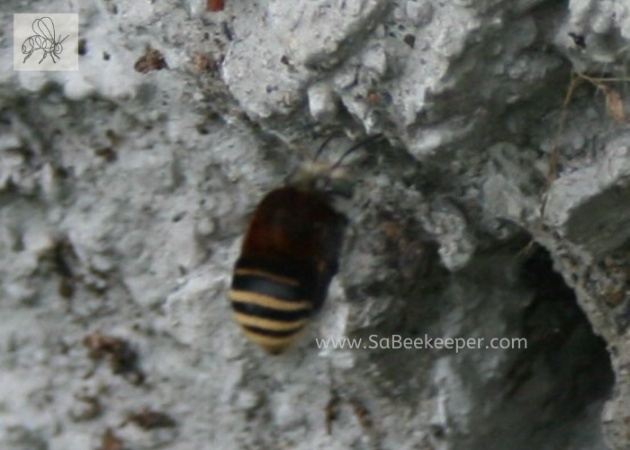 a view of this bee with its stripes on the tail 