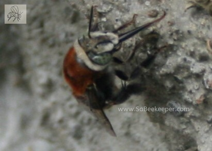 the face of a native south american bee and its blue eyes