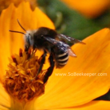 yellow bottom striped bumblebee