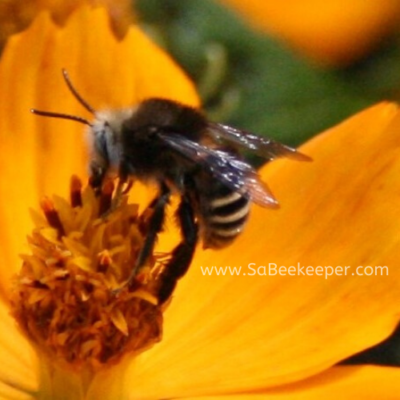 Yellow Striped Tailed Bumblebee