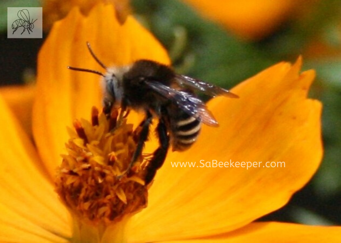 a close up of this native south american bee foraging on some cosmos flowers