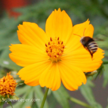 yellow cosmos and a bumblebee