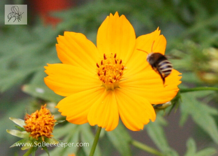 bee landing on yellow cosmos flwoers. think its a south american native bee or mason bee?