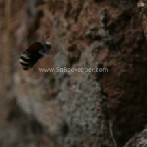 yellow striped black tailed bumblebee (2)