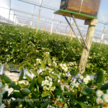 Beehive in tunnel of blue berries