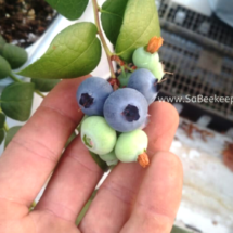 Blue Berries close up