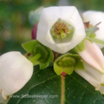 Blue berry flower