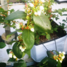 Blue berry plants in pots