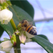 Honey Bee pollinating blue berry flowers