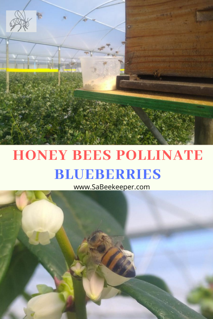 Honey Bees Pollinate Blueberries SA BeeKeeper