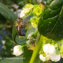 Honey bee on blue berry flowers